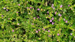 Lots of flowers waiting to open