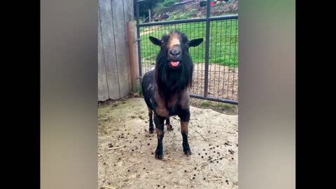 Funniest Goat Ever