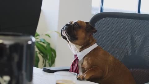 Puppy dog in office hours 👔