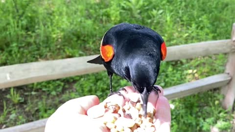 Majestic Video Footage of Hand-Feeding the Red-Winged Blackbird in Slow Motion