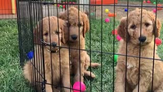 Goldendoodle puppy plays with her siblings