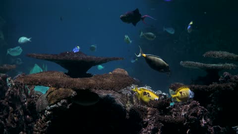 Beauty of Underwater