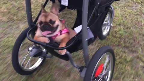 Lazy Frenchie goes for a “walk”