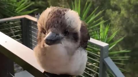 Adorable Baby Kookaburra Demonstrates its Signature Laugh -- ViralHog