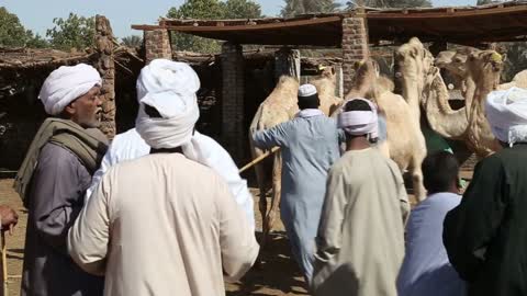 Group of Egyptian men haggling at Daraw camel market