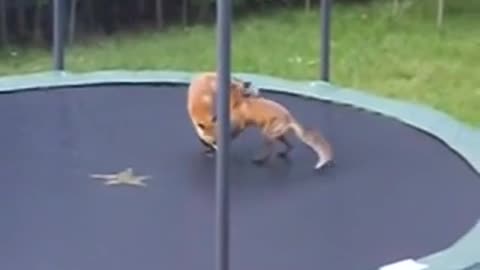 Foxes Jumping On Trampolin