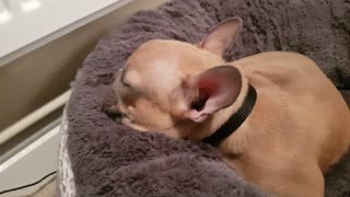 Frenchie puppy snores louder than humans