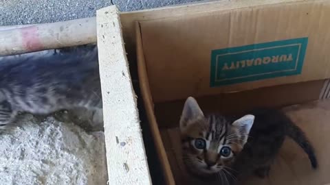 Adorable mother cat and her kittens