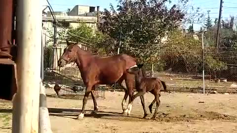Amazing mare playing with her little baby😍😍😍😍😍