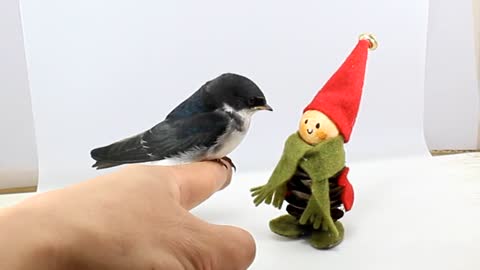 A little bird that accepts a toy doll