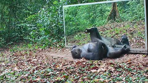 In the Gabon jungle a young male gorilla continues his learning in the mirror