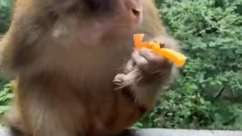 Cute baby monkey video