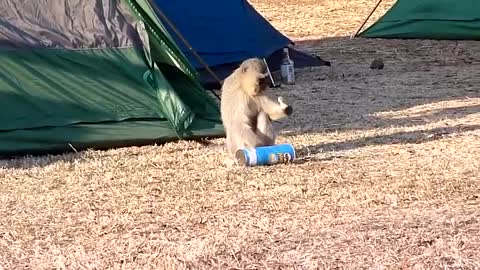 Cheeky Monkey Stealing Potato Chips