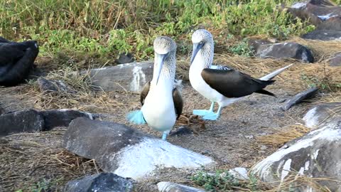 Mating Dance of the Blue Footed Booby