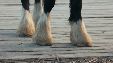 Close up view of fluffy horses hooves. Detail view hooves of black and white horse