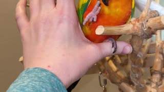How to potty train your parrot!