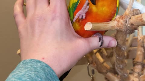 How to potty train your parrot!
