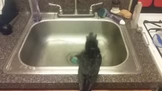 Black lories bathing