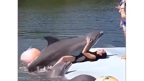 Funny Dolphin Video