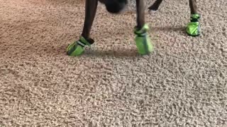 Hilarious Boxer in Boots!