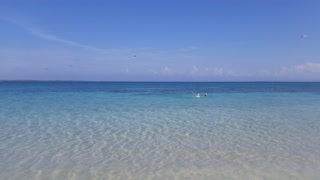 Cuba - Pelicans diving for fish