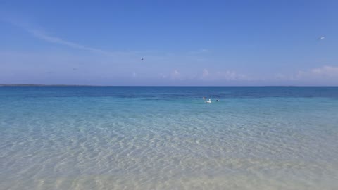 Cuba - Pelicans diving for fish