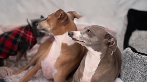 Giving My Dogs a Bath While They Listen To Royalty Free Spa Music - Intelligent Dogs!