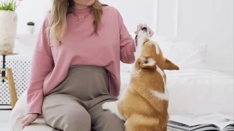 A cute dog playing with her pregnant owner