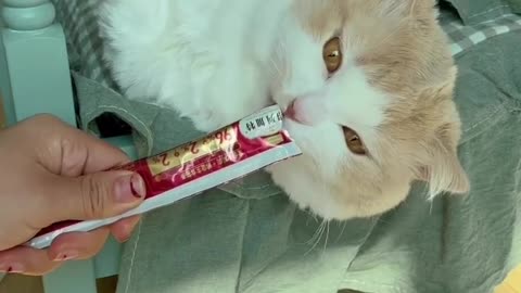 Cute Cate eat chocolate 🍫 |Funny animal videos| try not to laugh