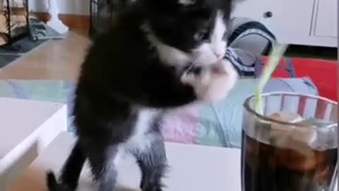 Kitten Tries To Drink Soda With Straw (Funny )