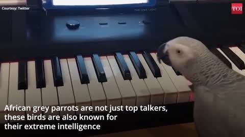 Cute African grey parrot plays tune on piano