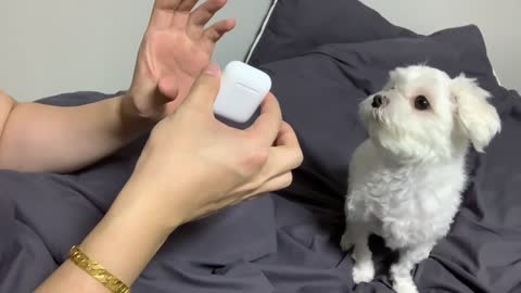 the puppy's reaction to the way I hide the airpods in my hands