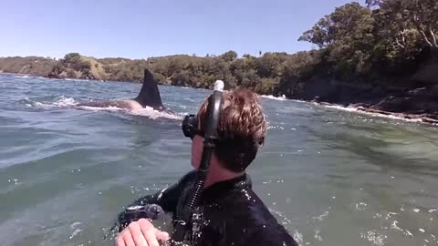 Italian Tourist Spent Time Swimming With Orca Whale