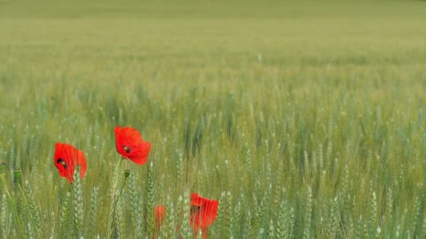 Poppy Flowers