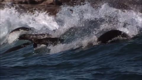 Why Can Shark Hunt Eagle Flying? Wild Life So Amazing