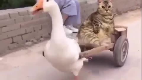 Funny Cat and Duck