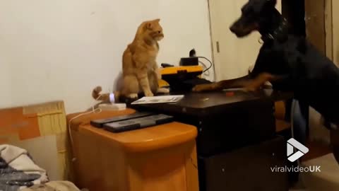 Doberman gets owned by cat