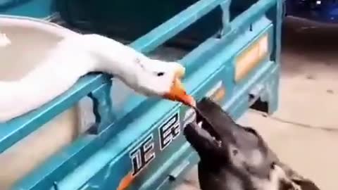 Dog and duck fight
