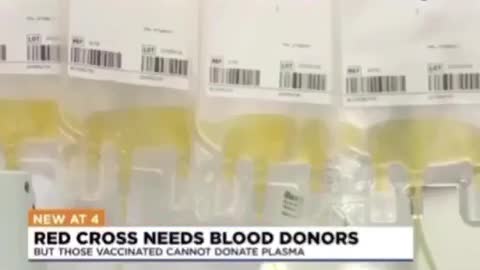 Cruz Vermelha Americana vacinados não podem doar sangue ficam sem anticorpos naturais