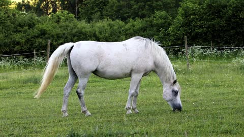 Horse Equine Equestrian Mammal Animal Wildlife