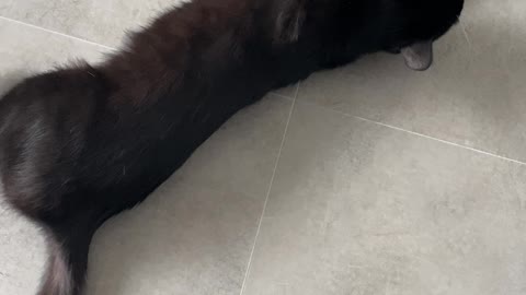 A cat crying because he wants to play