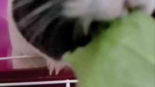 Guinea Pig In Slow Motion: Warning! Cuteness Overload.