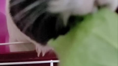 Guinea Pig In Slow Motion: Warning! Cuteness Overload.
