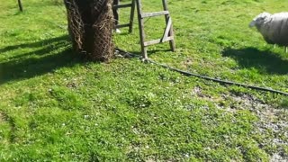 Sheep Chases Doggo During Playtime