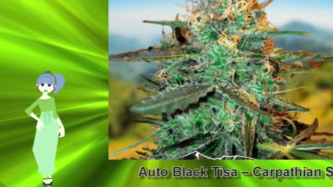 Auto Black Tisa – Carpathian Seeds