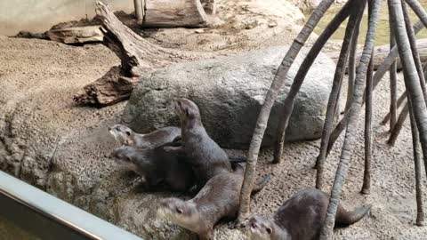 Otters playing