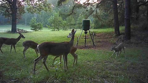 Texas Night Hog & Deer Weekly, 9/29/23