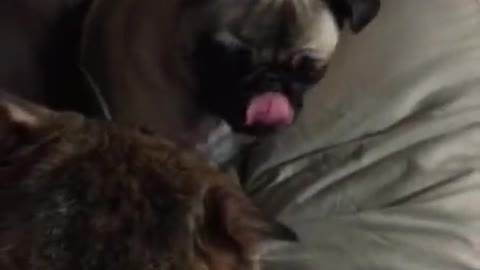 Cachorro de Pug desafía a un gato más viejo a un épico partido de lucha