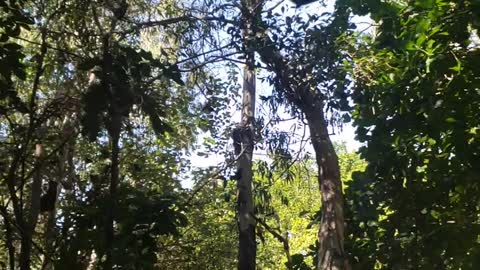 Butterfly Forest in Slow Motion