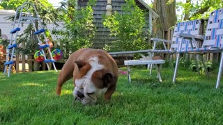 Just a Bulldog enjoying her stick